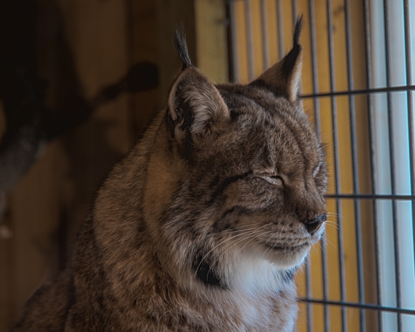 bobcat3HDR