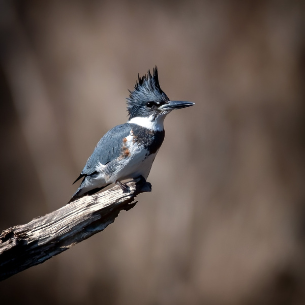 Belted-Kingfisher1-1-20-21