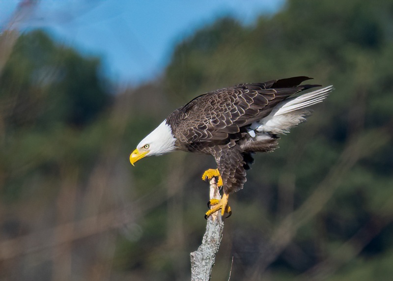 Blackwater-Eagles-6