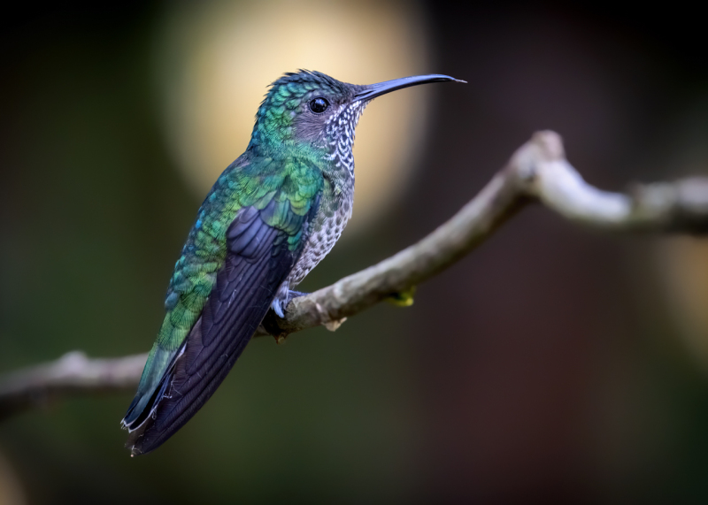 Female-White-necked-Jacobin-1