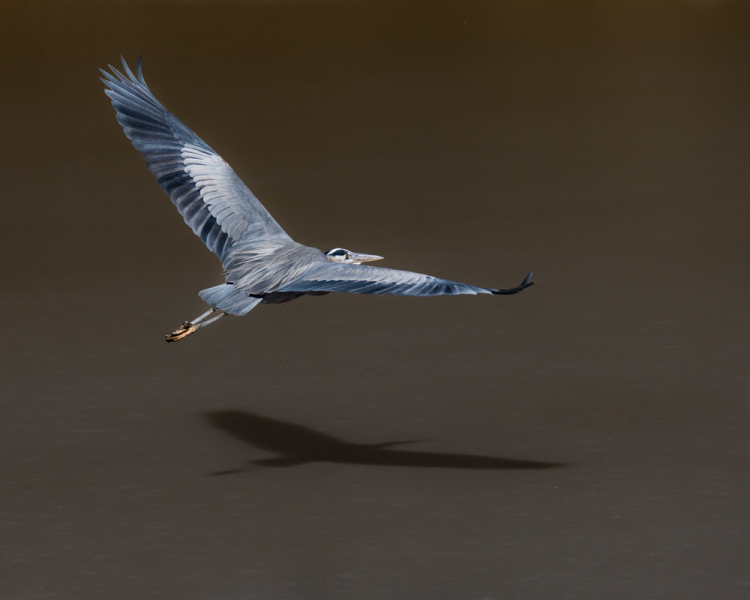 GB-flight-shadow1