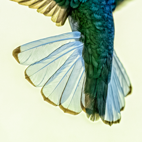 Jacobin-tail-detail-1