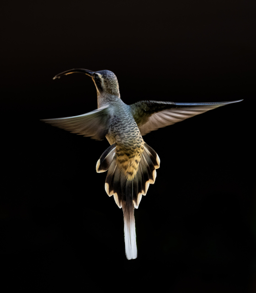 Long-billed-Hermit-1