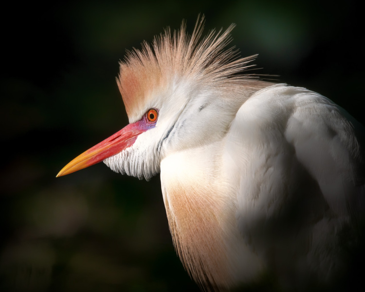 NIKON-D7808756-Edit-Edit