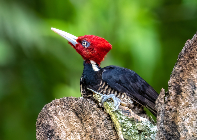 Pale-billed-woodpecker-1-3