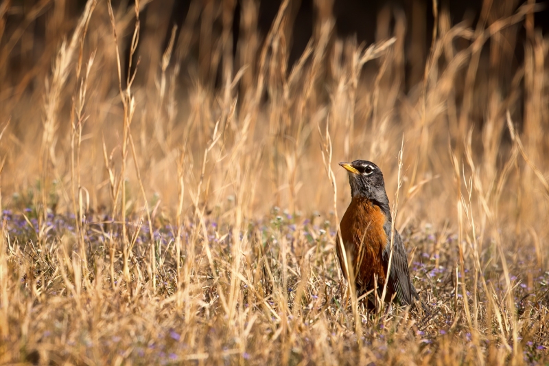 Robin-in-the-Broom-Straw-1