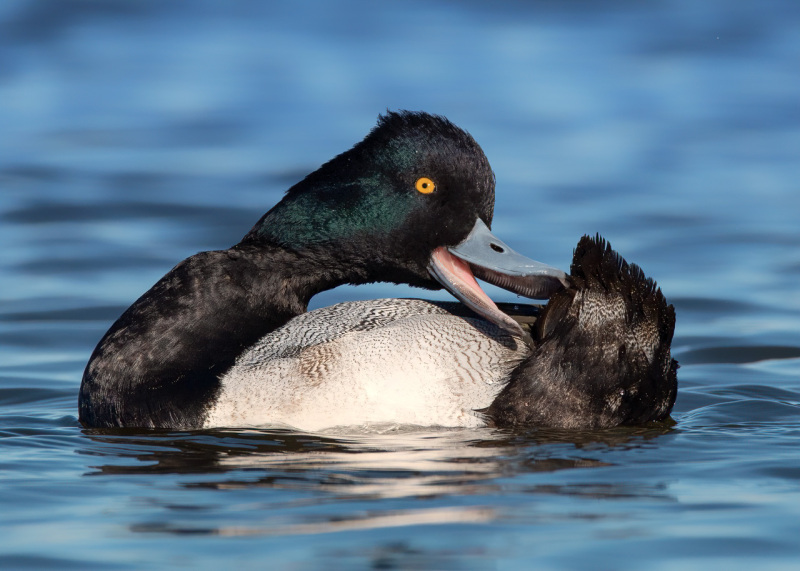 Scaup-tail-2