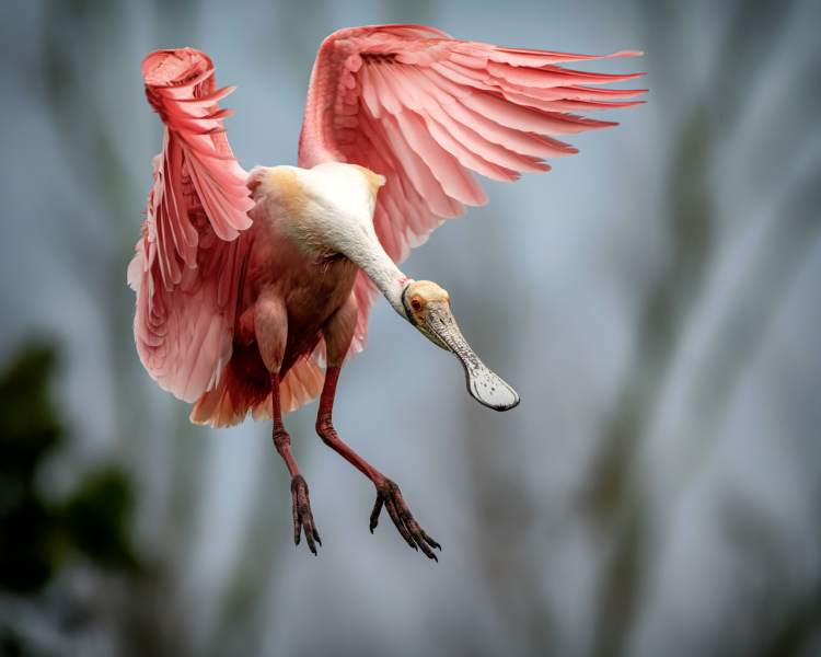 Spoonbill-Landing