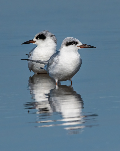 Tern-reflection