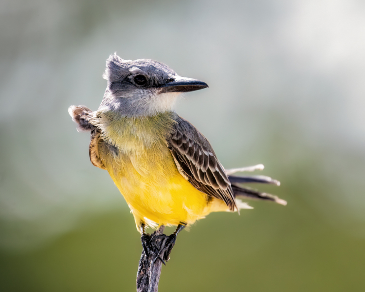 Tropical-Kingbird-3