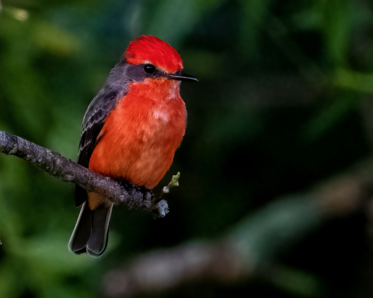Vermilion-Flycatcher-3