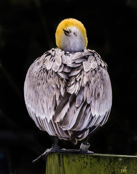 back-of-a-pelican1