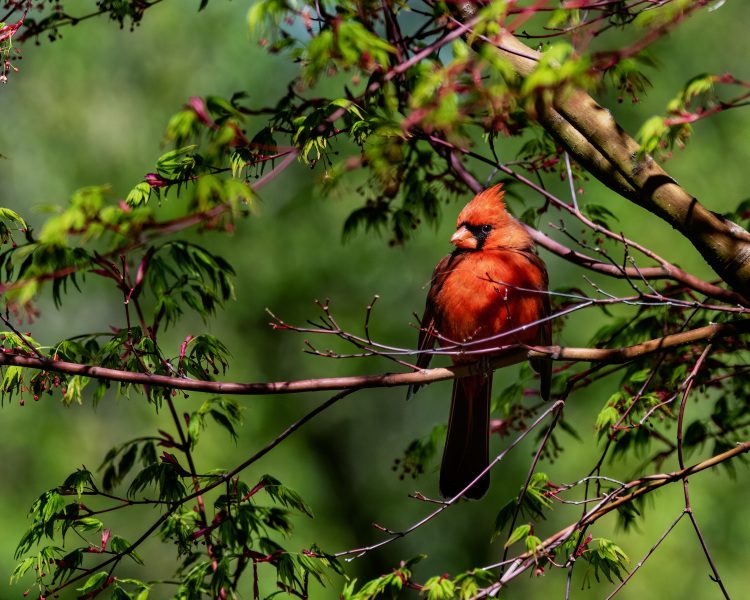 birds-4-1-19-27-Edit-Edit