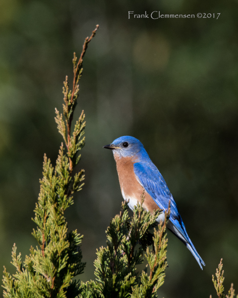 birds-bluebird-male-feathers-boykin-1