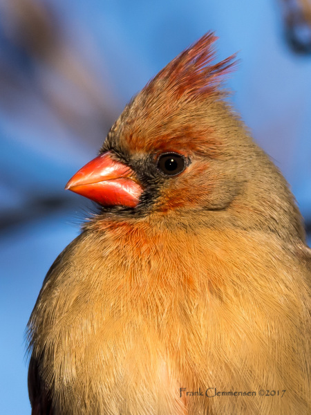 birds-cardinal-female-close-portrait-boyken