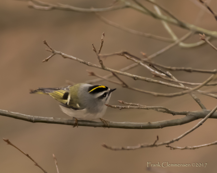 birds-golden-crowned-kinglet-fine-art