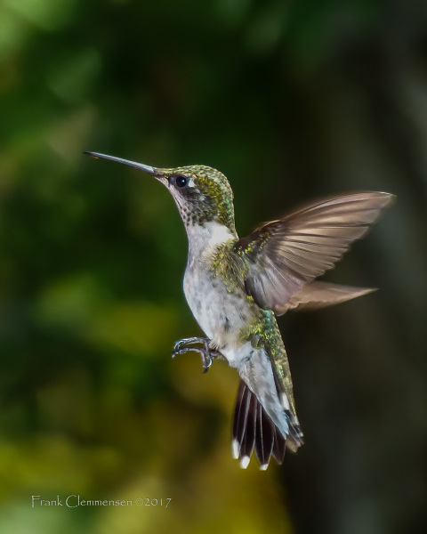 birds-rubythroat-hummingbird-flight-boyken