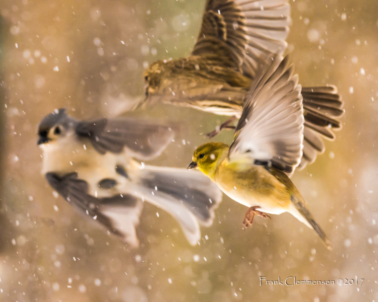birds-snow-feeder-frenzy-flight