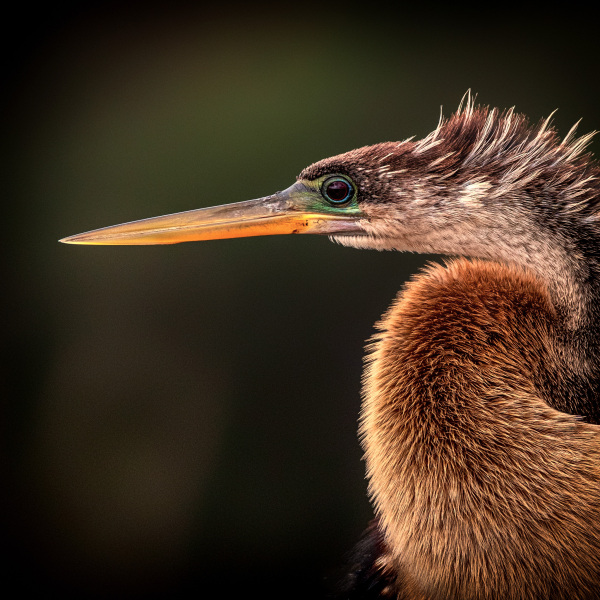 hbsp2-285-Edit-Edit