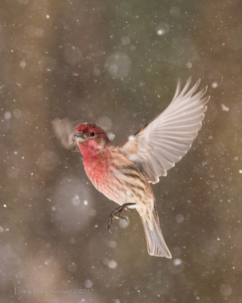snow-finch-2