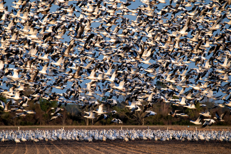 snow-geese-jan22-5