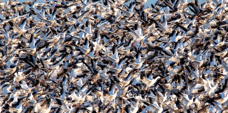 snow-geese-jan22-8