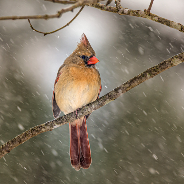 snow-shoot-1-7-17-77-Edit