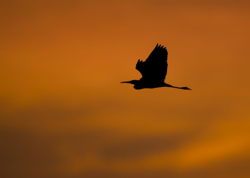 sunset-silhouette-1