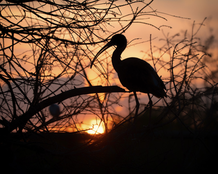 sunset-silhouettes-2