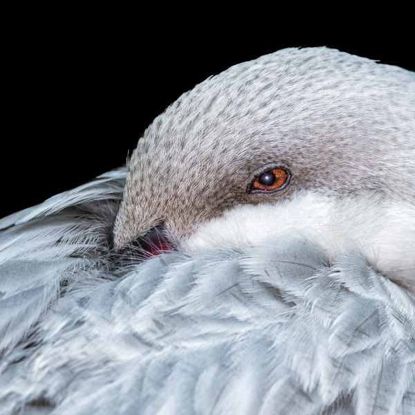 sylvan-bird-park-181-2-Edit-3