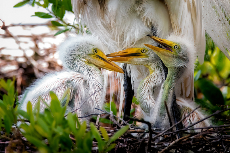 three-egret-hatchlings-1
