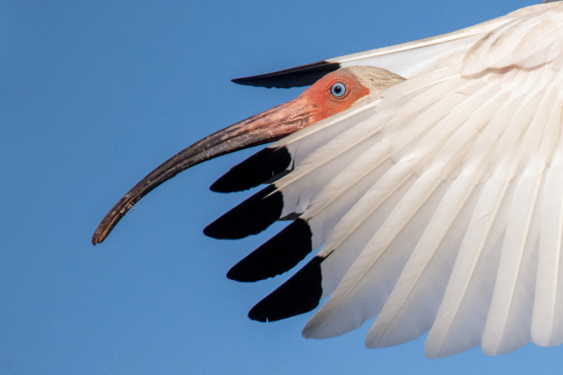 w-ibis-crops-2