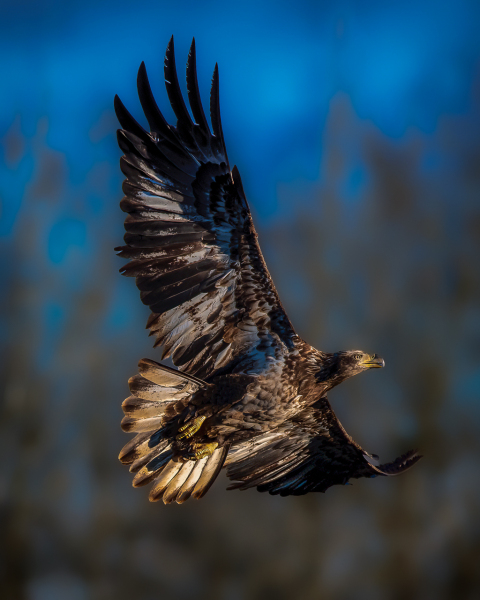 young-eagle-3-22-1
