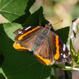 red-admiral-4-15-20-1