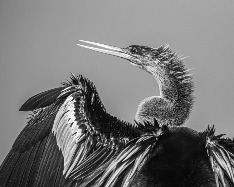 anhinga-bw1