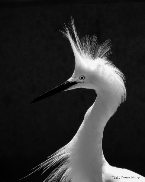 birds-snowy-egret-b&w