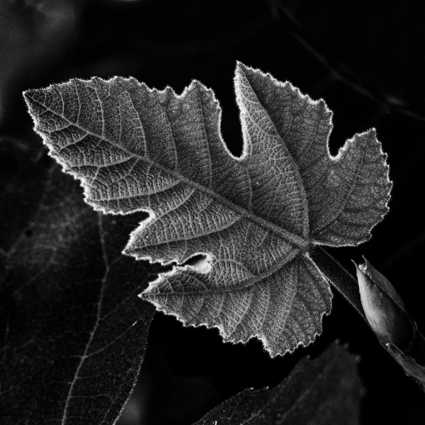 bw-fig-leaf1