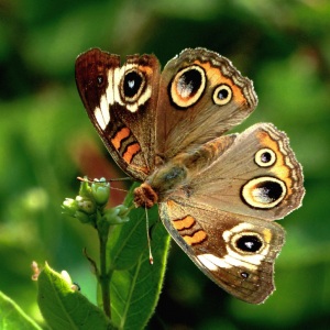 Common-Buckeye-0001