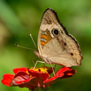 Common-Buckeye-5907