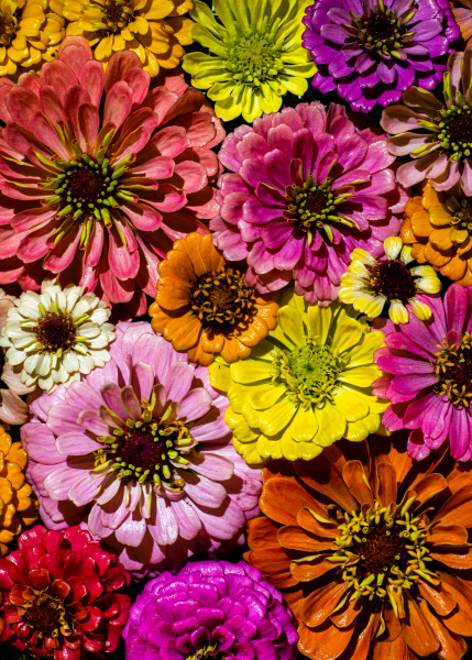 flower-studio-26