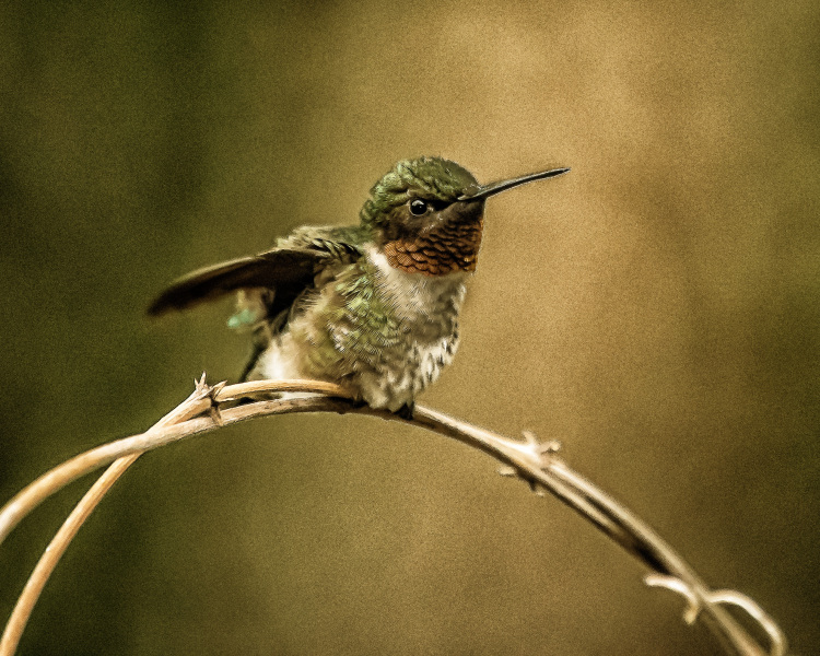 hummer-4-23-9-Edit-2-Edit