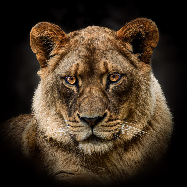 lioness-a-1
