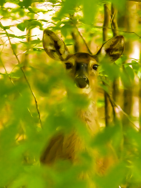 nc-fine-art-deer-_-2