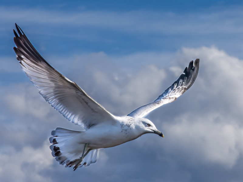 nc-ring-billed-gull-1-2