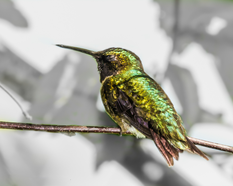 nc-sleeping-hummer