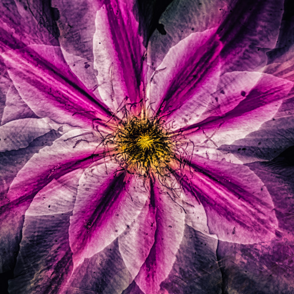 zoom-flower-1