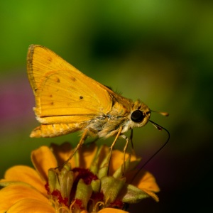 Fiery Skipper