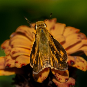 Fiery Skipper