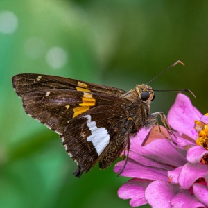 Silver-spotted Skipper