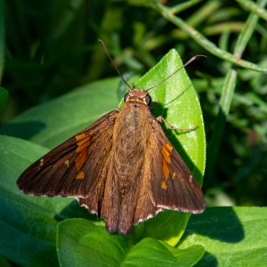 Silver-spotted Skipper